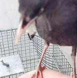 娱乐吃瓜小八哥是谁啊,网络红人的崛起之路