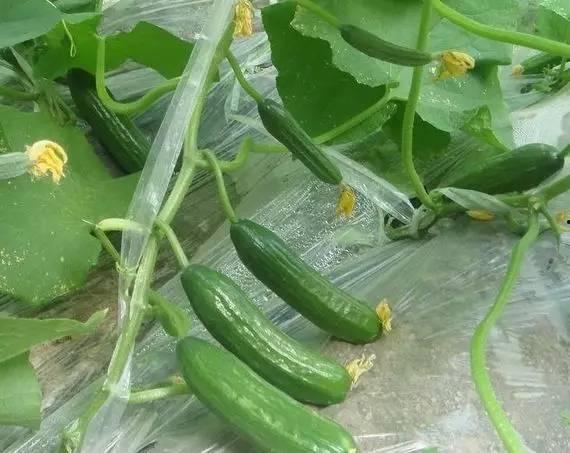 吃瓜娱乐 小黄瓜,吃瓜娱乐界的清新代表