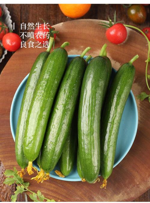 吃瓜娱乐 小黄瓜,吃瓜娱乐界的清新代表