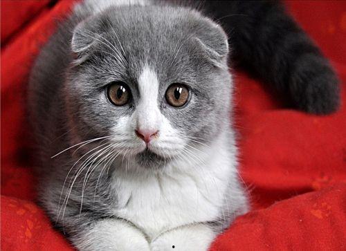 折耳猫娱乐吃瓜,揭秘娱乐圈吃瓜背后的真相与趣味